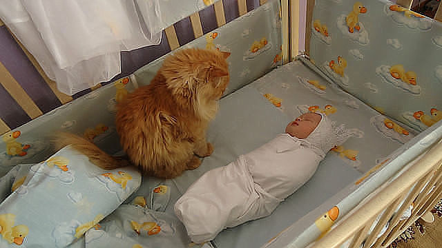 Кошка возле младенца